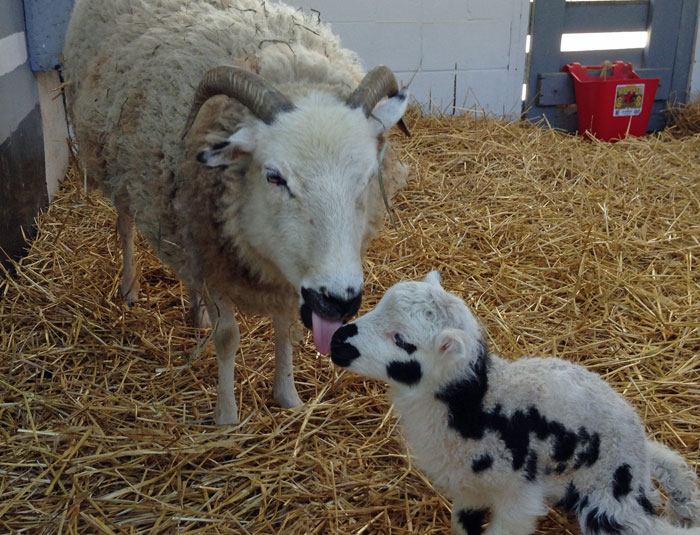 Baby goat and mother in barn.