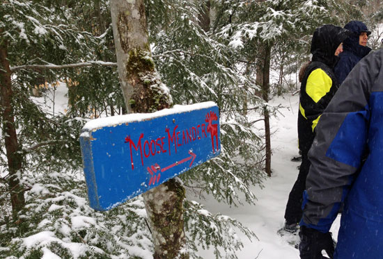 Moose trail snowshoeing