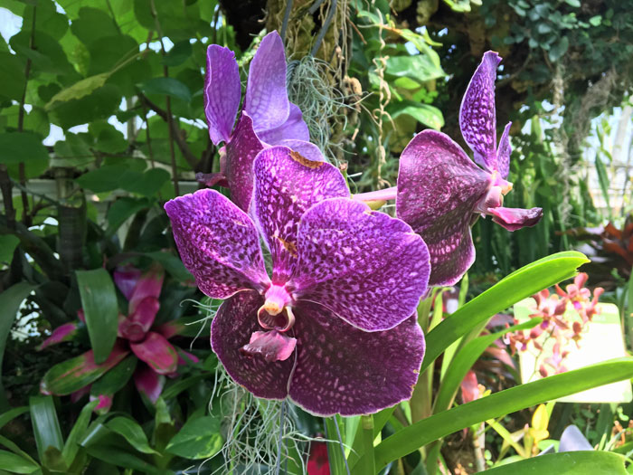 Stunning orchids at Phipps Conservatory and Botanical Gardens in Pittsburgh, PA.