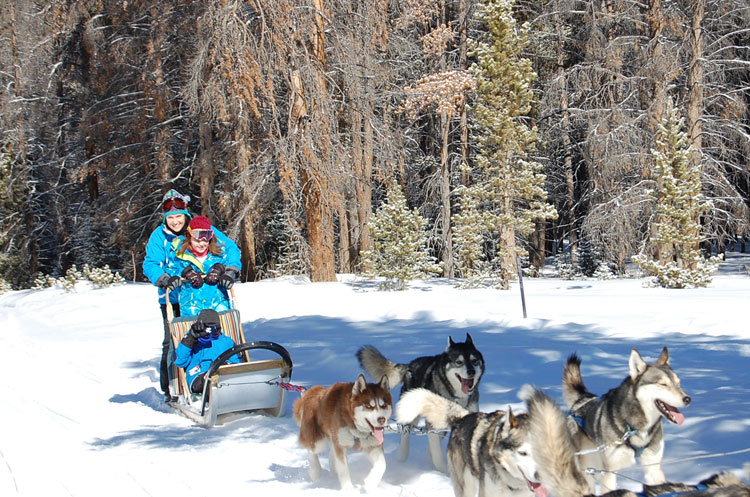 Dog Sledding in Breckenridge