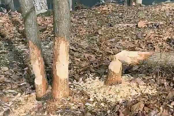 trees chewed by beavers