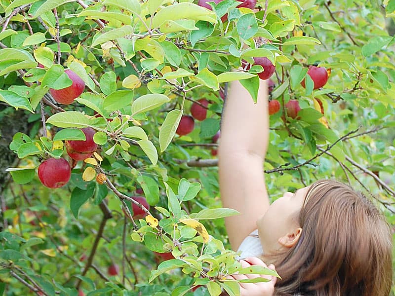 picking an apple