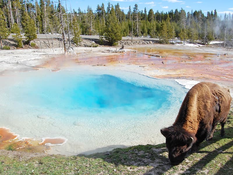 buffalo at Yellowstone National Park