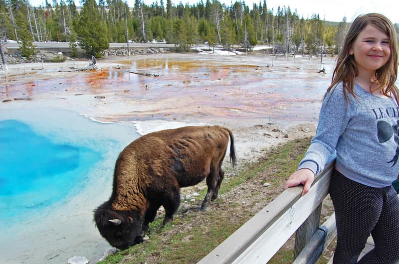 buffalo at Yellowstone National Park