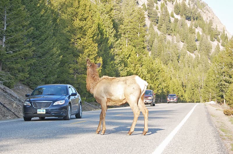 Elk on road at Yellowstone
