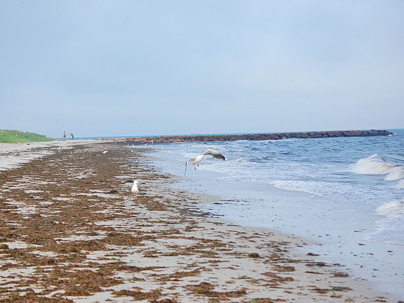 cape cod beach