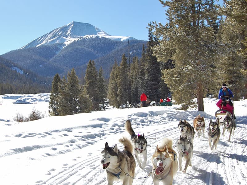 dog sledding