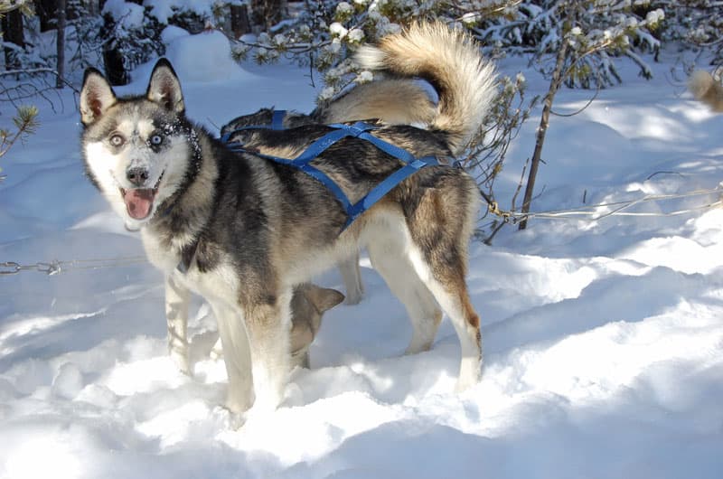 Siberian husky dog