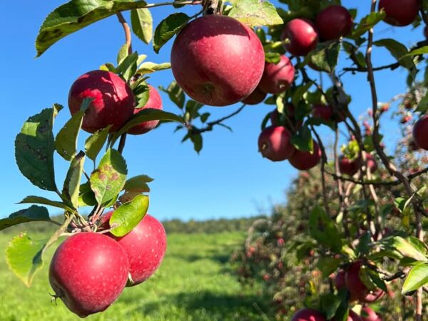 Apples hanging on a tree.