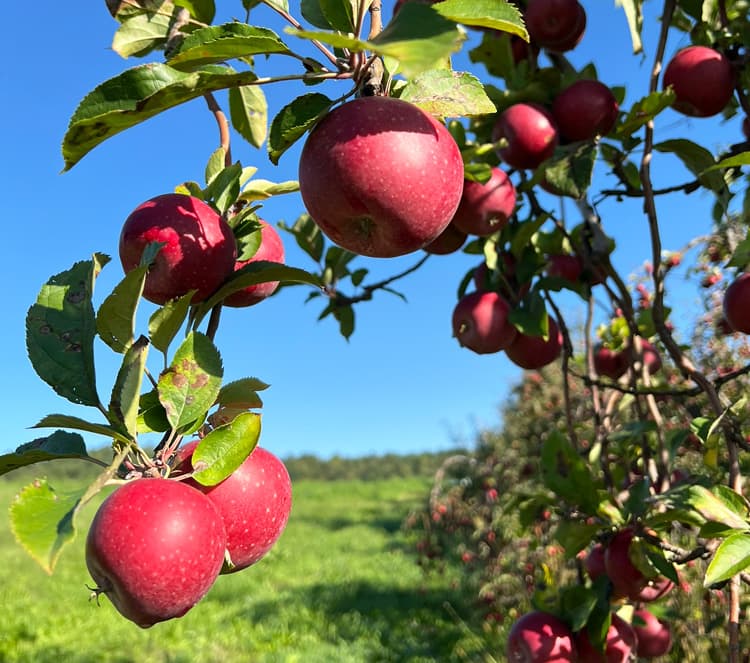 Apples hanging on a tree.