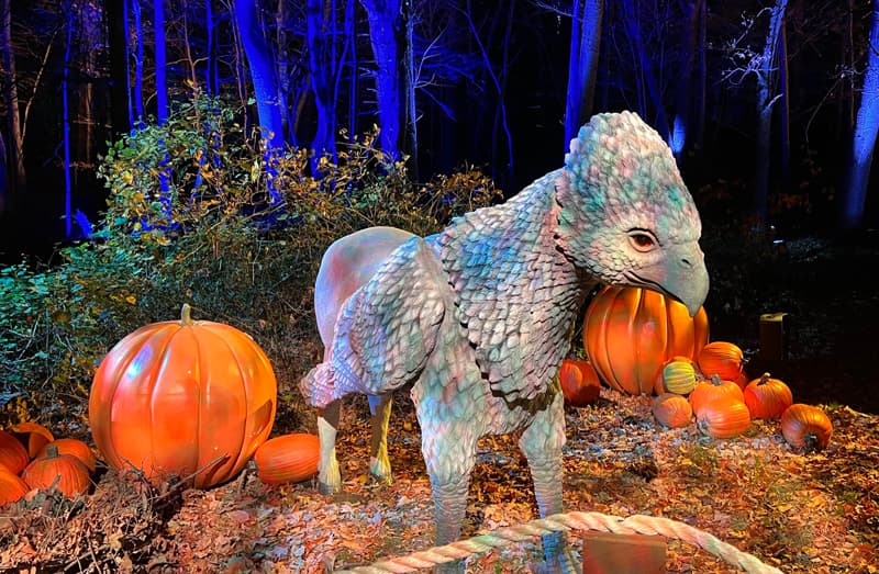 Buckbeak with pumpkins.