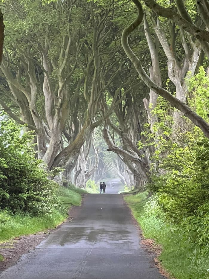 The Dark Hedges in Northern Ireland.